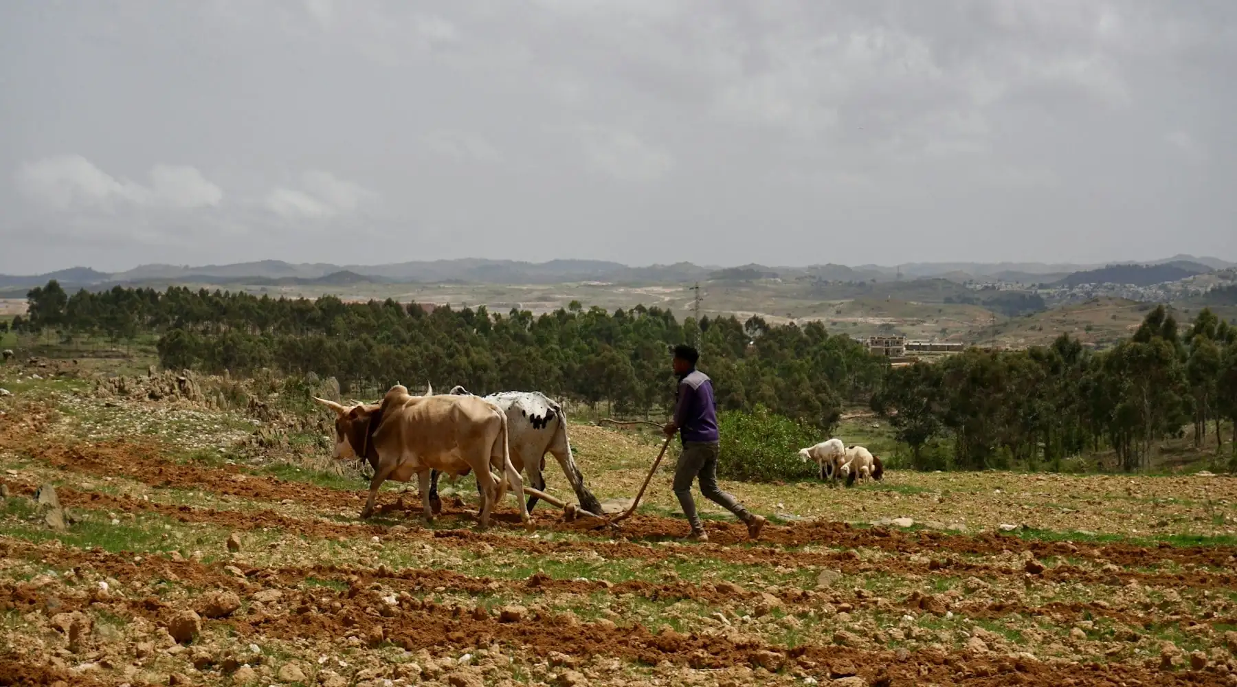 eSIM para Eritreia